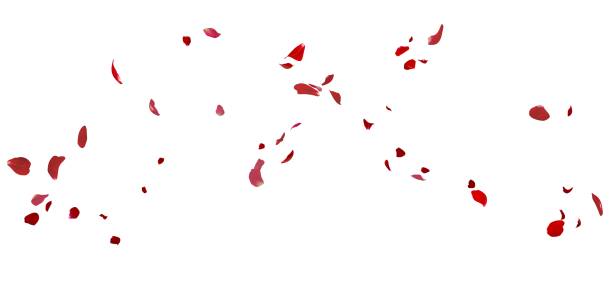 istock Rose petals flying on white background 1173429839