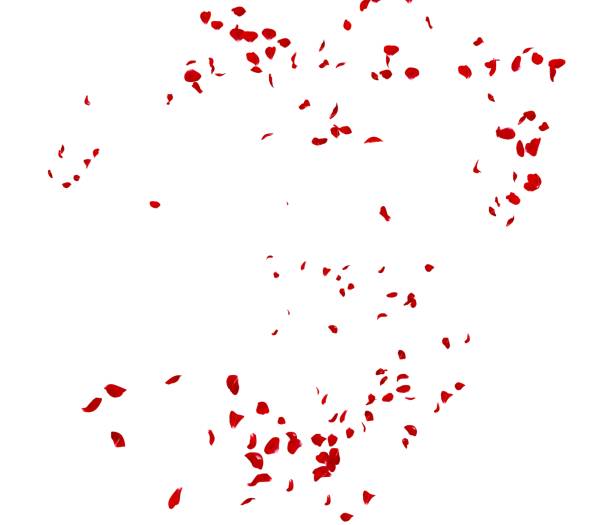 istock Red rose petals fly in the air 1173430464