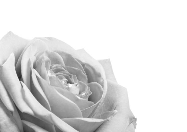 istock Black and white rose close up 1173431166