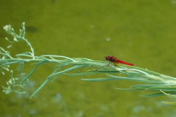 Photo of dragonfly insect on plant branch over a pond