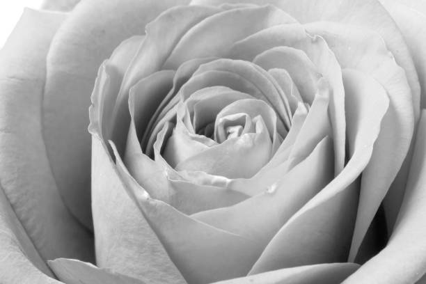 istock Black and white rose close up 1173431282