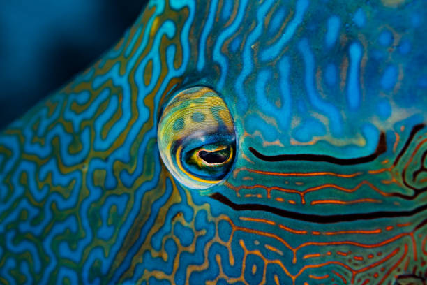 linkes auge von napoleon wrasse cheilinus undulatus, palau, mikronesien - fischaugen stock-fotos und bilder