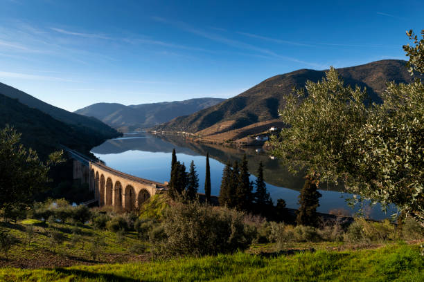 scenic view of the douro river with terraced vineyards near the village of foz coa - douro imagens e fotografias de stock
