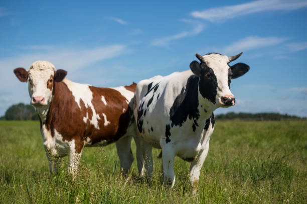 istock Two cows grazing grass on pasture. 1173436750