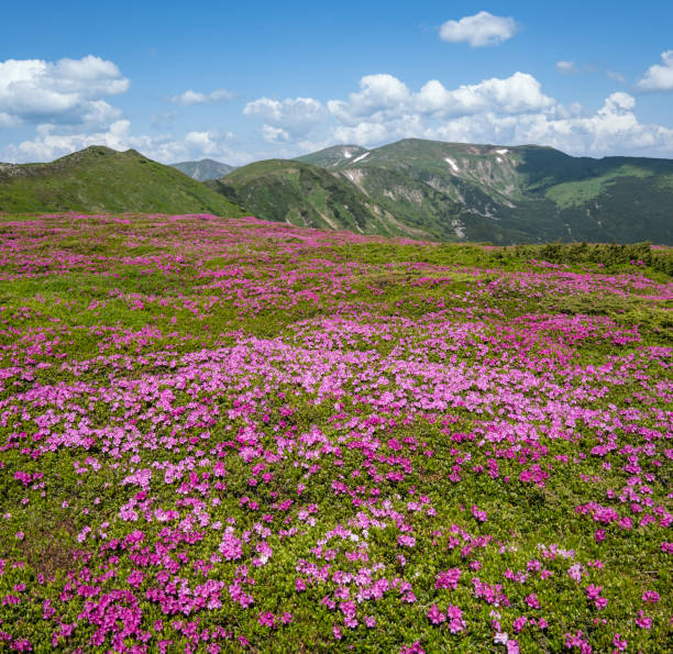 istock Blossoming slopes (rhododendron flowers ) of Carpathian mountains. 1173436814