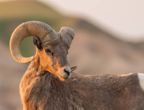 istock Bighorn Sheeps Looks Diagonally 1173437027
