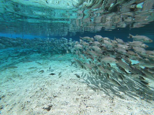 istock Florida's Silver Glen Springs underwater shots 1173437082