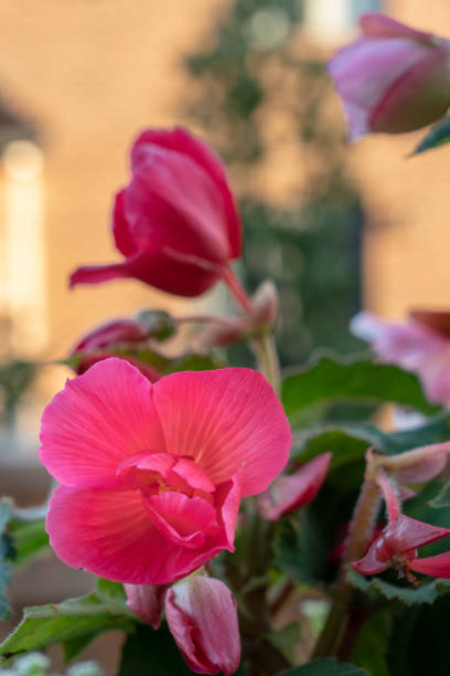 istock Red Tuberous begonias 1173437098