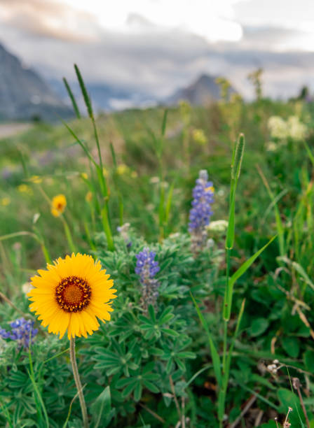 野生の花畑に咲く毛布の花 - montana mountain lupine meadow ストックフォトと画像