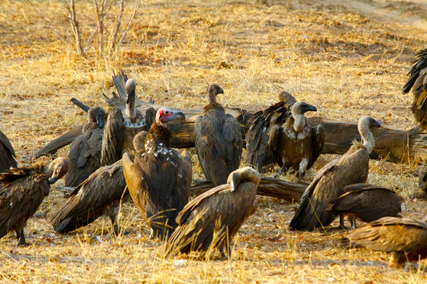 istock Dead elephant being eaten by vultures, Chobe National Park, Chobe river, Botswana 1173438484