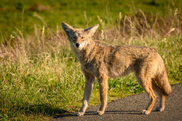 istock Coyote In Marin Headlands 1173439574