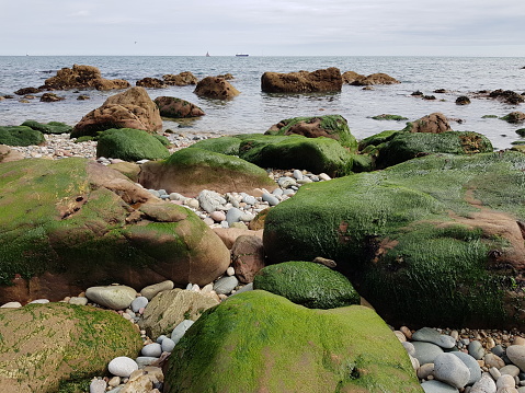 Green moss on stone in Howth beach,Ireland