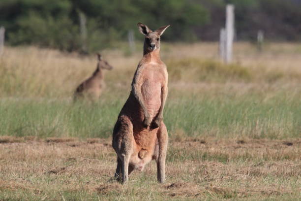 kangourou gris de l'est (macropus giganteus) le matin à l'apport alimentaire ,queensland , australie - downunder photos et images de collection