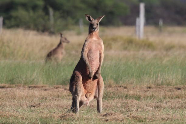 eastern grey kangaroo (Macropus giganteus) in the morning at the food intake ,Queensland ,Australia eastern grey kangaroo (Macropus giganteus) in the morning at the food intake ,Queensland ,Australia downunder stock pictures, royalty-free photos & images
