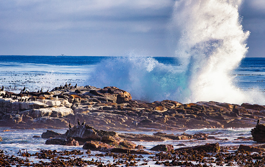 Rocky coast hit by huge wave in south africa's Cape of good hope with birds and seals covering the rocks.