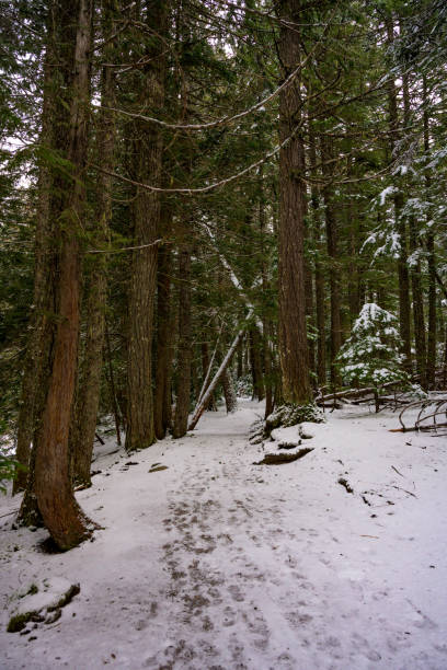 istock Foodprints on Snowy Trail Through Forest 1173442480