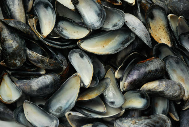 istock A collection of Mussel shells 1173442531