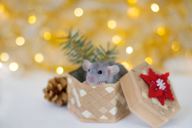 istock Cute grey little rat looking in frame and sitting in the wicker box with red-white snowflake, cone and spruce branches on the soft light beige background with beautiful luminous yellow blur 1173442774