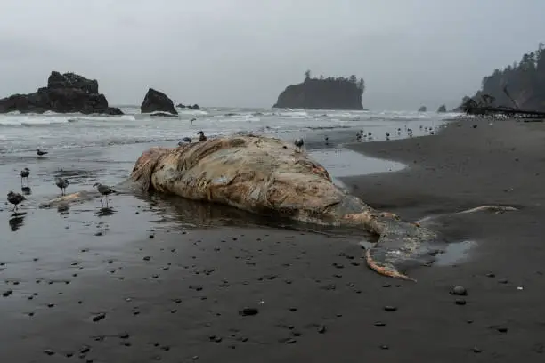 Photo of Whale Corpse on Foggy Pacific Northwest Coast
