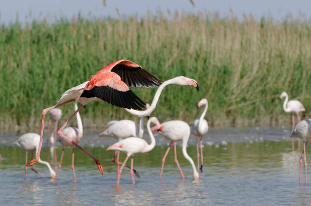 flamingo (fenicopterus roseus) - comacchio bildbanksfoton och bilder