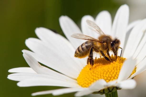 istock bee or honeybee on white flower of common  daisy 1173445253