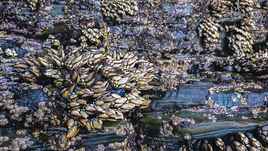 Set of Goose barnacles and mussels at rocks in galician coast.