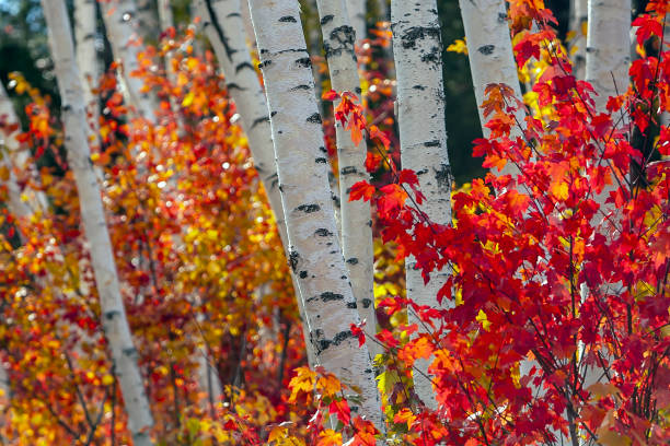 istock Autumn leaves in forest 1173447284