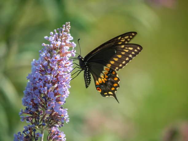 istock Black swallowtail butterfly in summer 1173447333