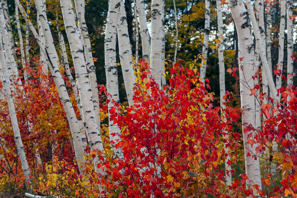istock Autumn leaves in forest 1173448051