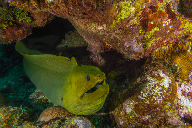 Green Moray Eel in Bonaire