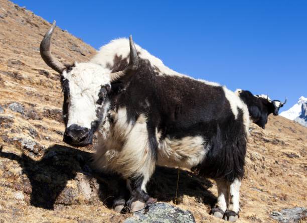istock Black and white Yak on the way to Everest base camp 1173448977
