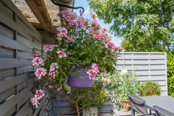 istock Planter with pink vervain flowers 1173449050