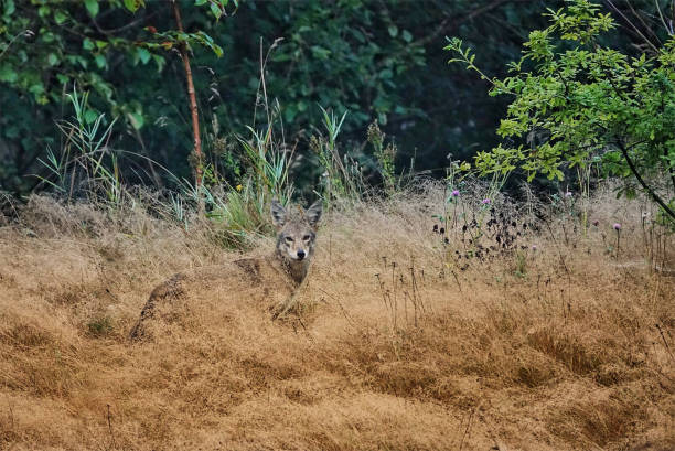 istock Coyote edge of the forest 1173450114