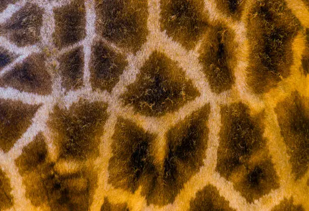 Photo of Rothschild's giraffe body fur pattern in macro closeup, safari animal background