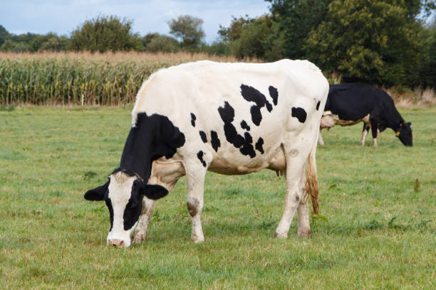 istock Holstein cows in a field in Brittany 1173451616
