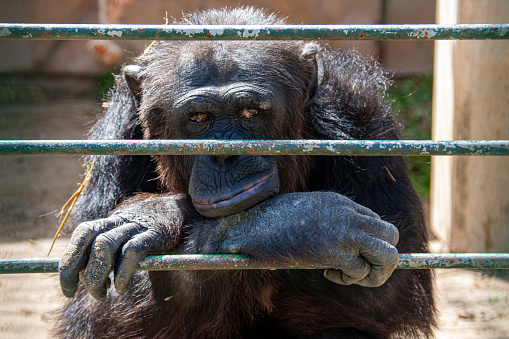 Chimp in cage living his life looking bored