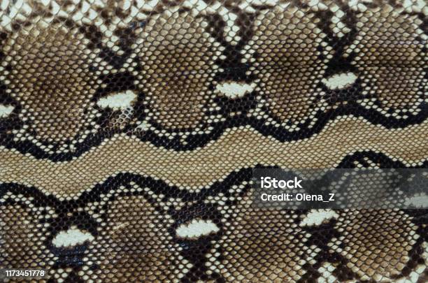 Python Skin Texture Snake Skin Pattern Stock Photo - Download Image Now ...