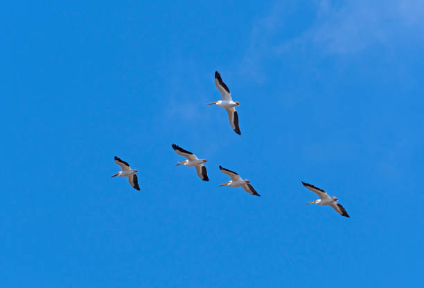 A Group of White Pelican Flying Overhead A Group of White Pelican Flying Overhead in Horicon National Wildlife Refuge in Wisconsin white pelican animal behavior north america usa stock pictures, royalty-free photos & images