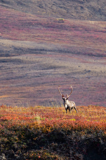 istock Caribou in Noatak National Preserve 1173455088