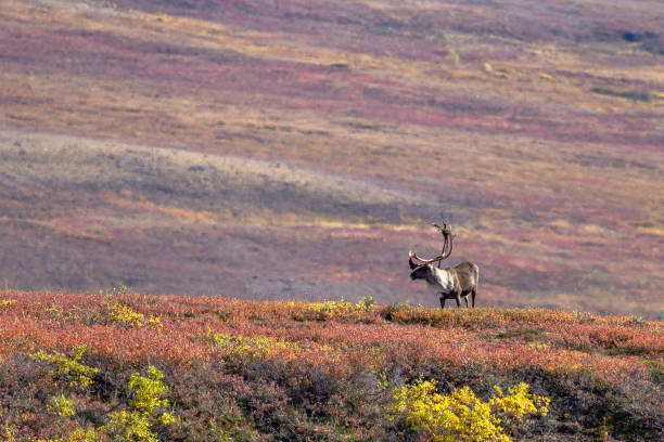 istock Caribou in Noatak National Preserve 1173455095