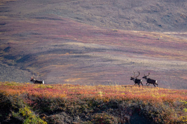 istock Caribou in Noatak National Preserve 1173455119
