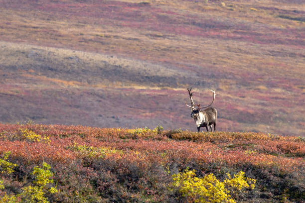 istock Caribou in Noatak National Preserve 1173455124