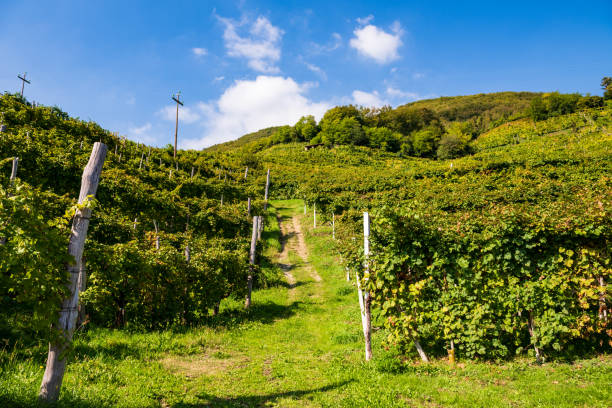 istock Vineyards in Valdobbiadene 1173458418