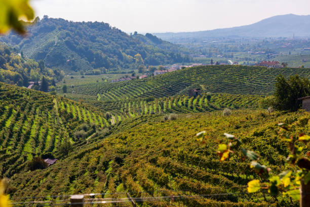 istock Vineyards in Valdobbiadene 1173458500
