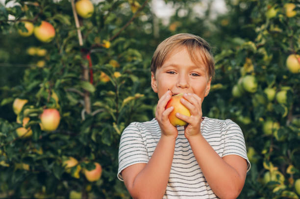 istock Kid boy playing in apple orchard, wearing stripe t-shirt 1173458663