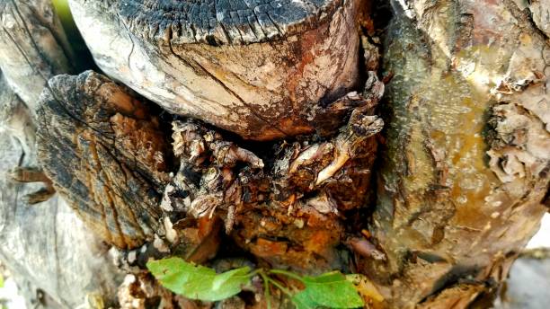 Old  Apple Tree Stump With  Green Leaves