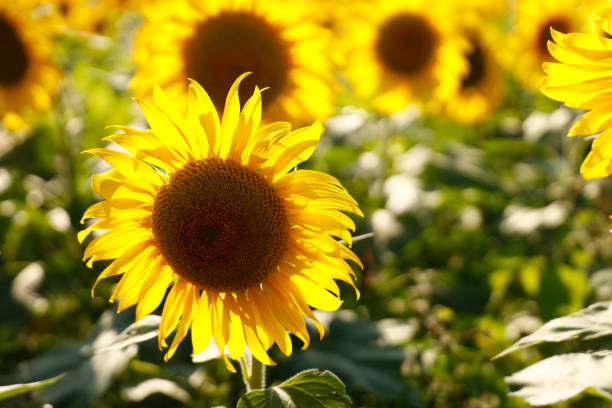 istock Sunflower field in Ohio 1173461067