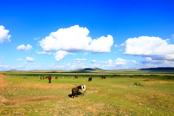 istock The horses in the grasslands 1173463566