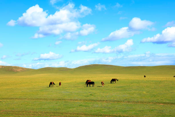 istock The horses in the grasslands 1173463758