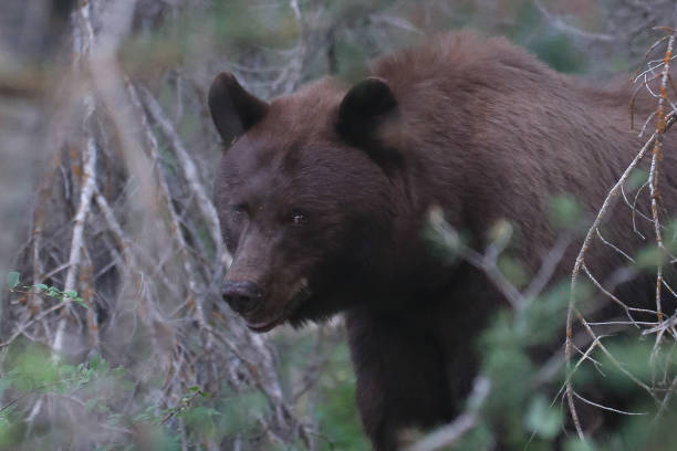 istock Black Bear in the wild 1173464296